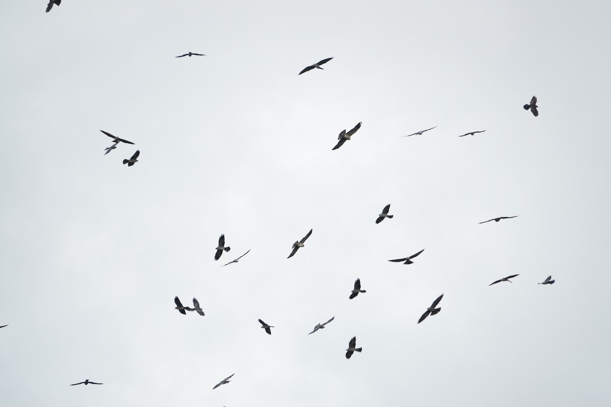 Mississippi Kite - ML643191648