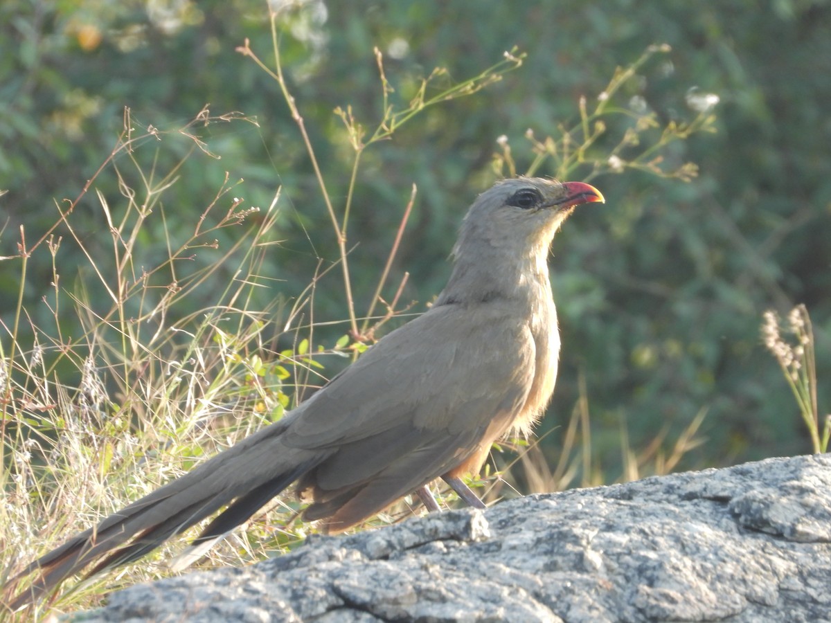 Sirkeer Malkoha - ML643191652