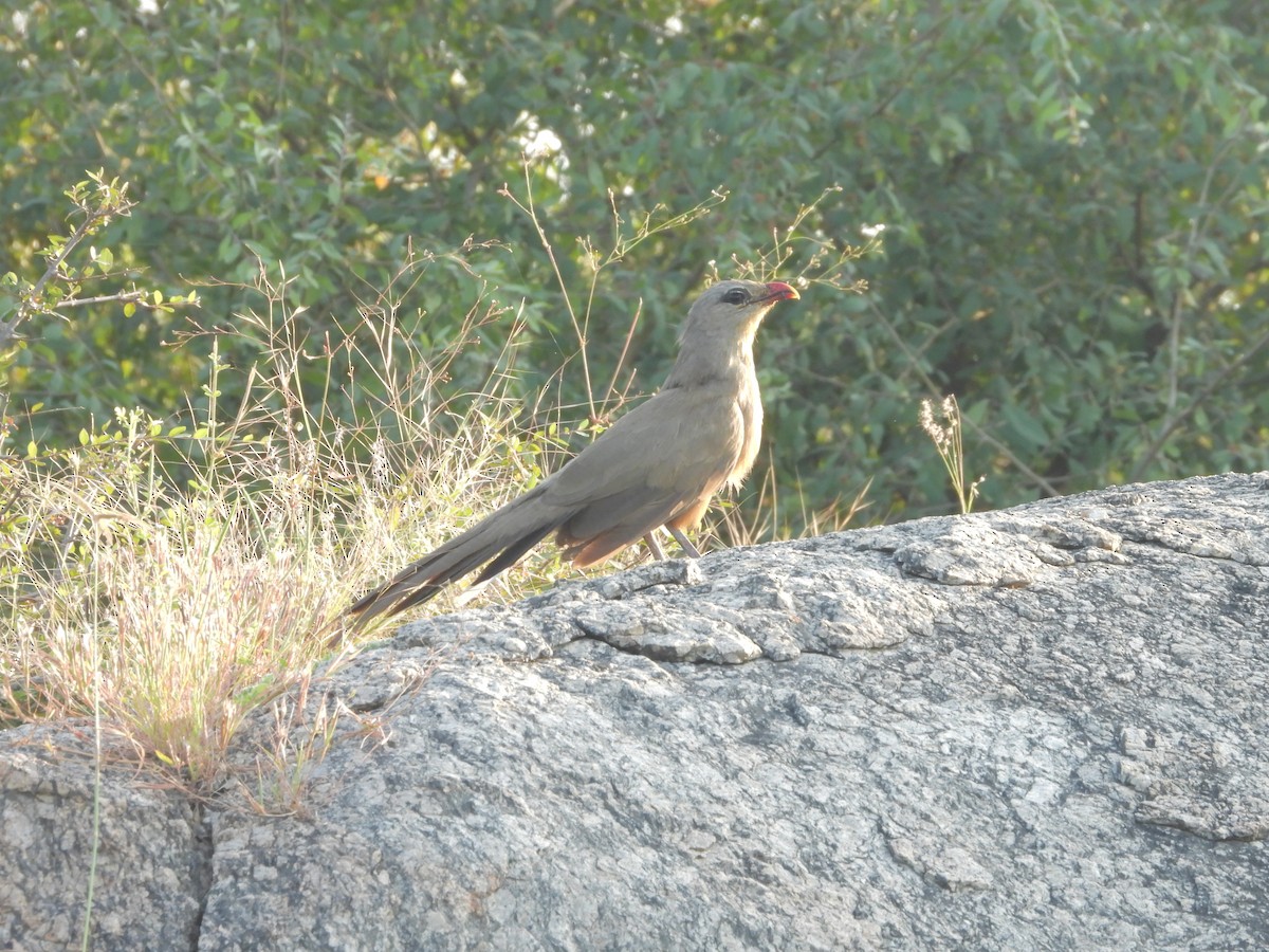 Sirkeer Malkoha - ML643191654