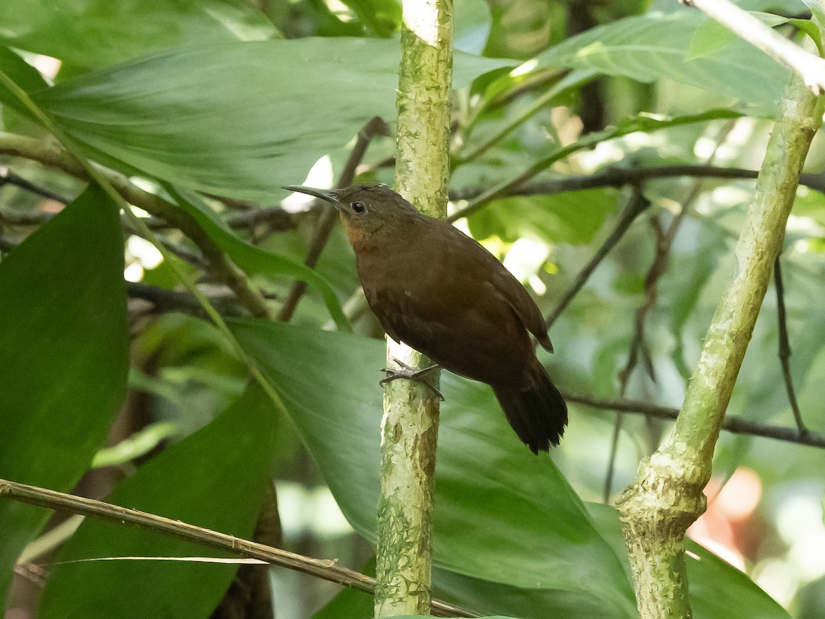 South American Leaftosser - ML643191664
