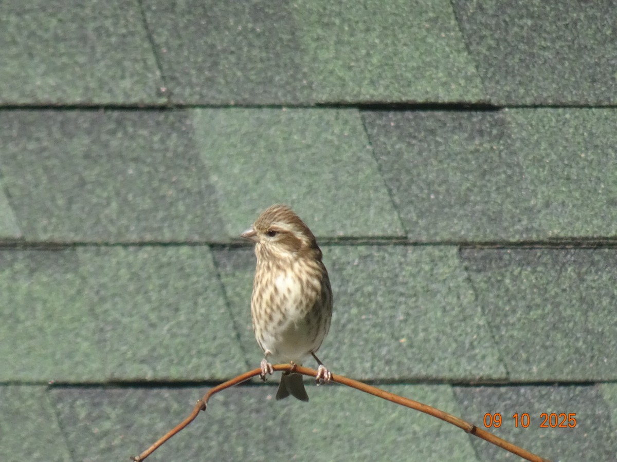 hýl nachový - ML643191677