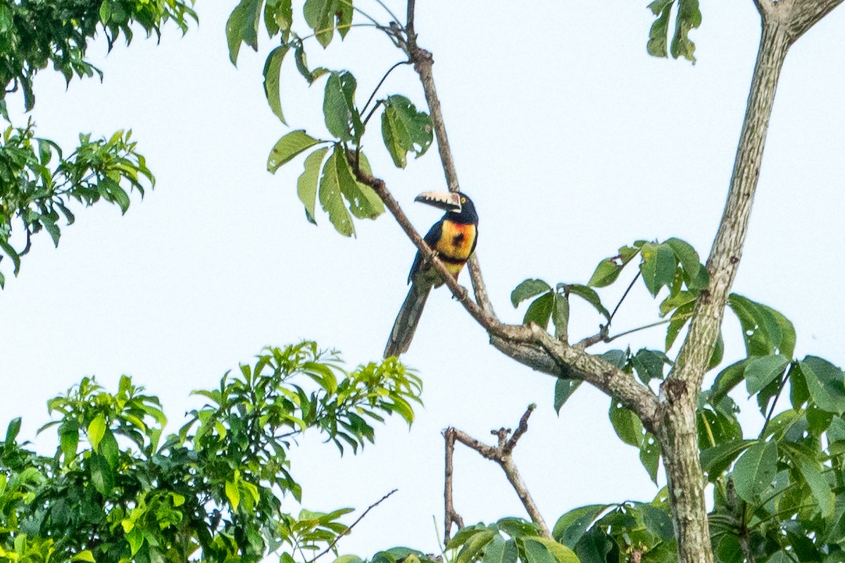 Collared Aracari - ML643191701