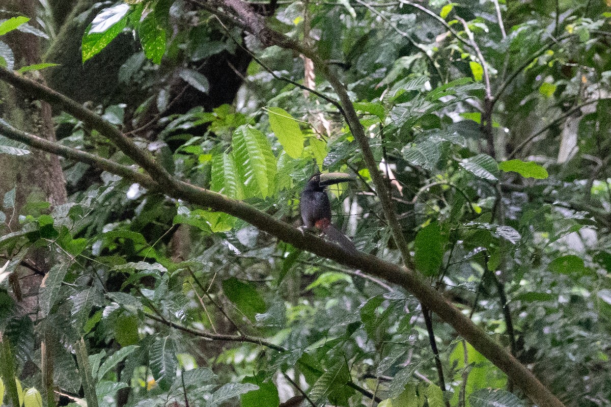 Collared Aracari - ML643191702