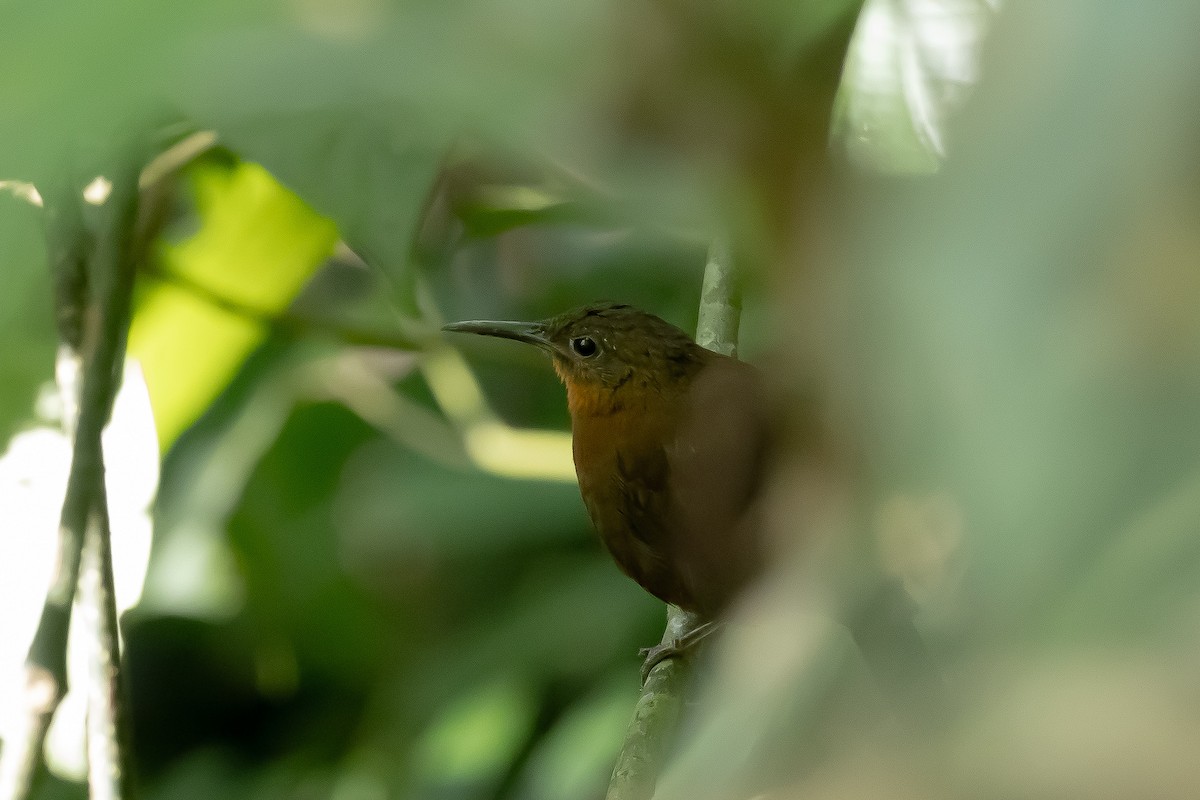 South American Leaftosser - ML643191704