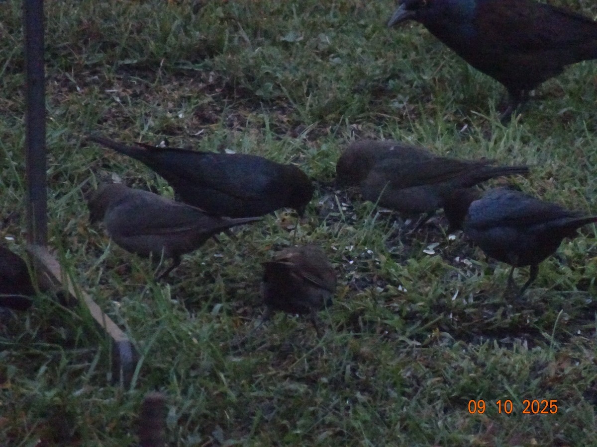 vlhovec hnědohlavý - ML643191705