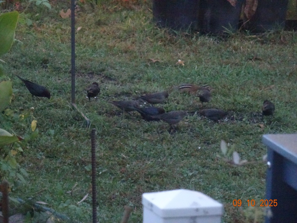 vlhovec hnědohlavý - ML643191706