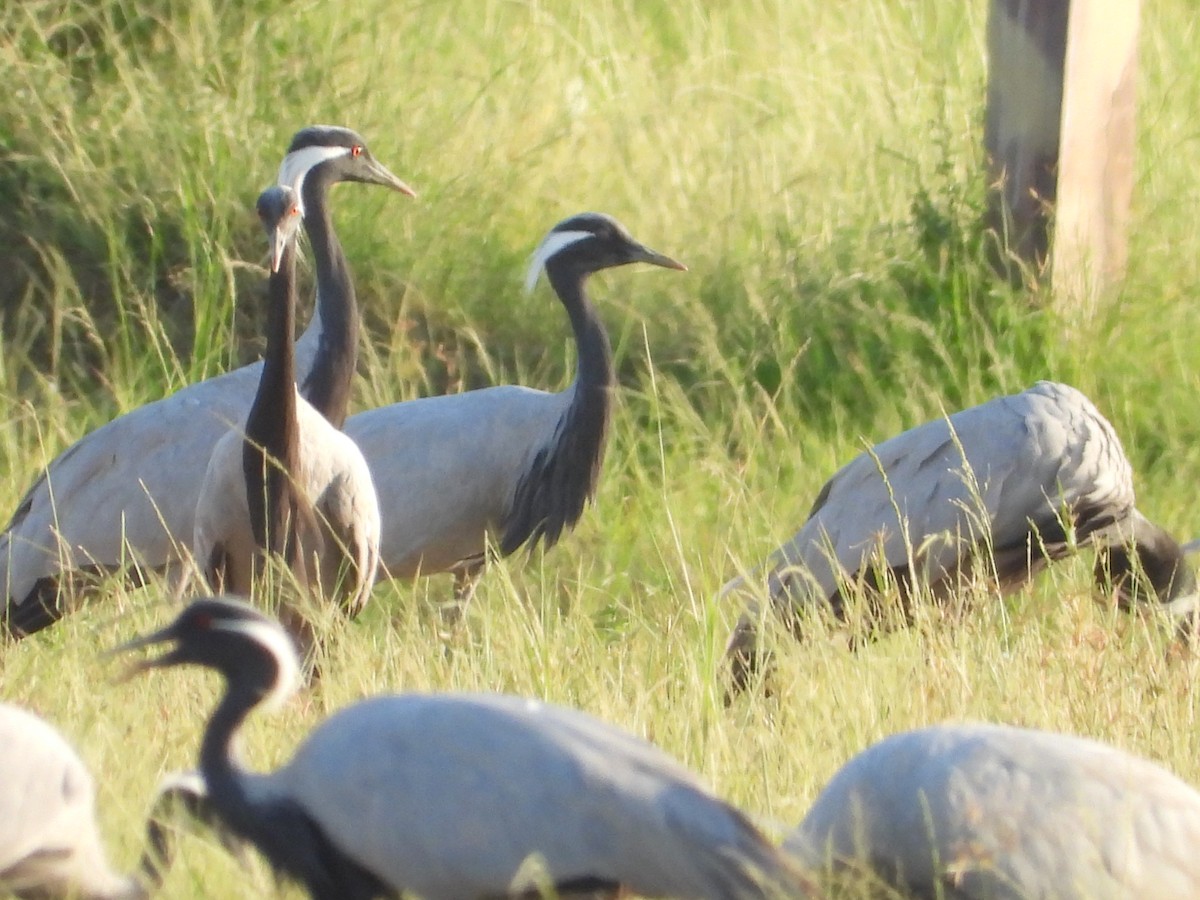 Demoiselle Crane - ML643191707