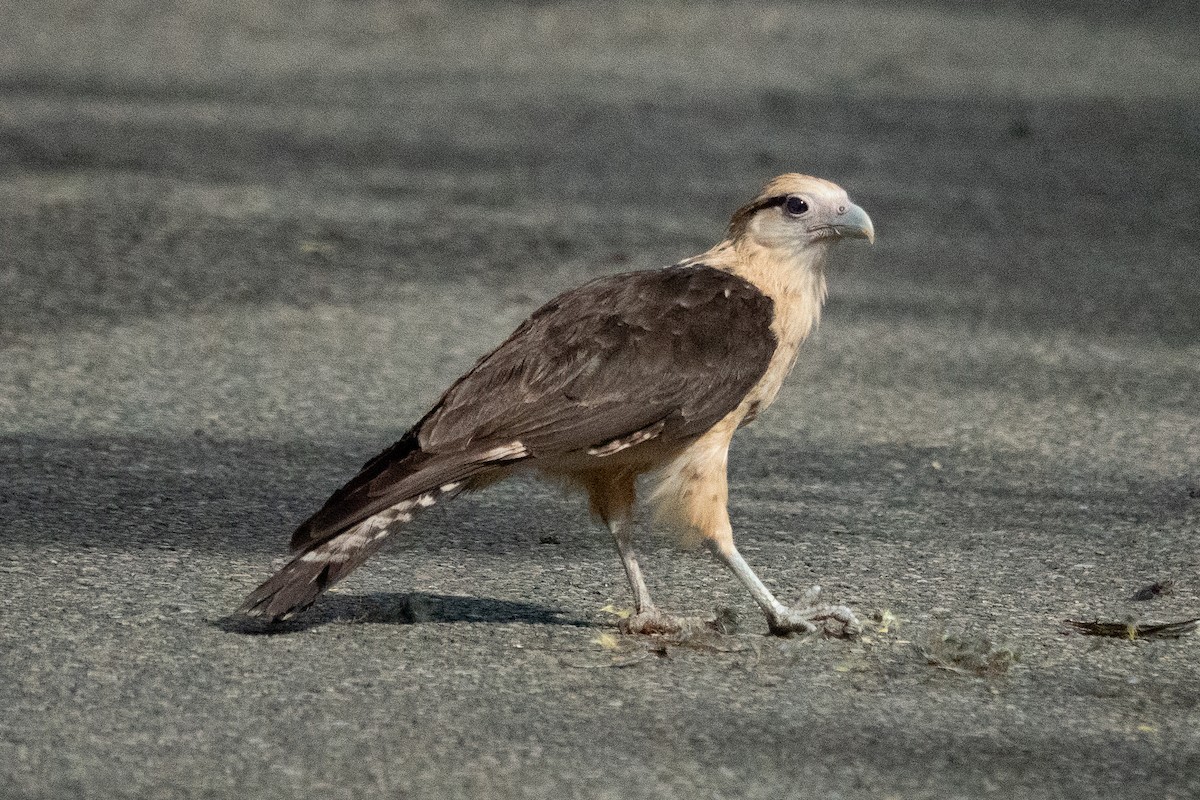 Caracara à tête jaune - ML643191713