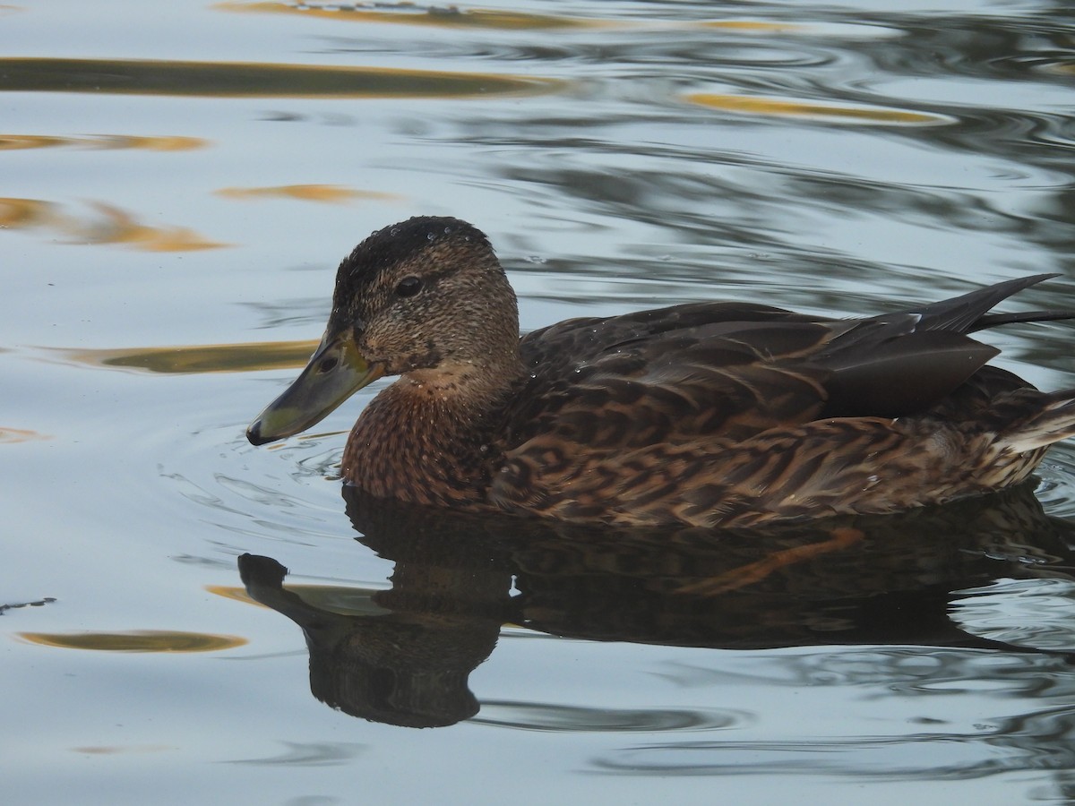 Canard colvert - ML643191718