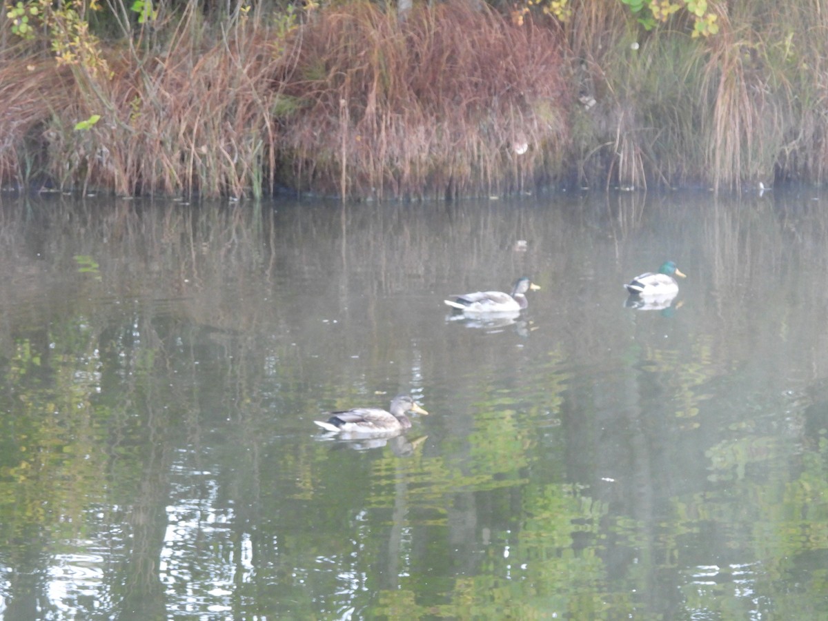 Canard colvert - ML643191719