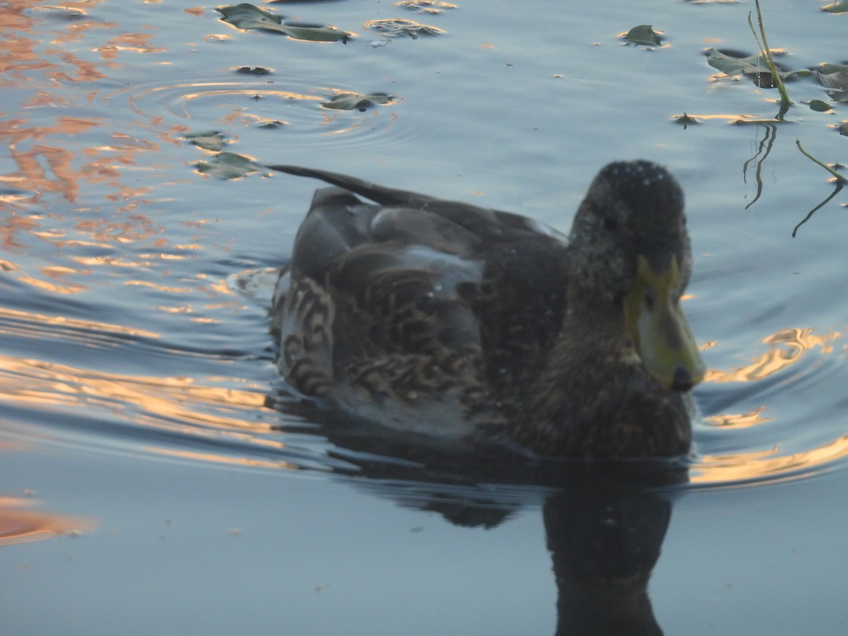 Canard colvert - ML643191720
