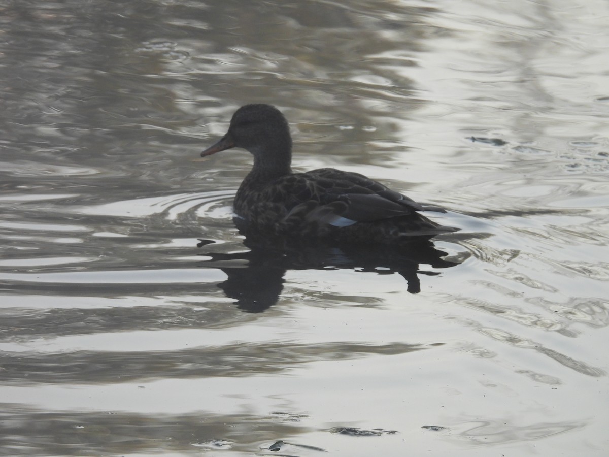 Canard chipeau - ML643191727