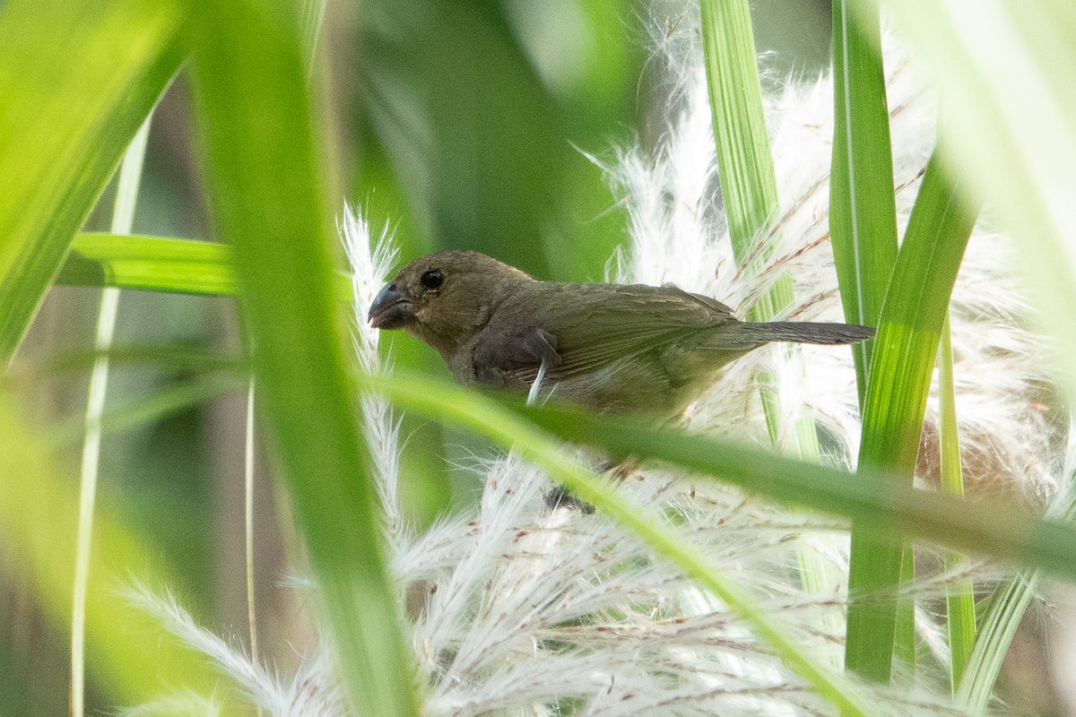 Variable Seedeater - ML643191756