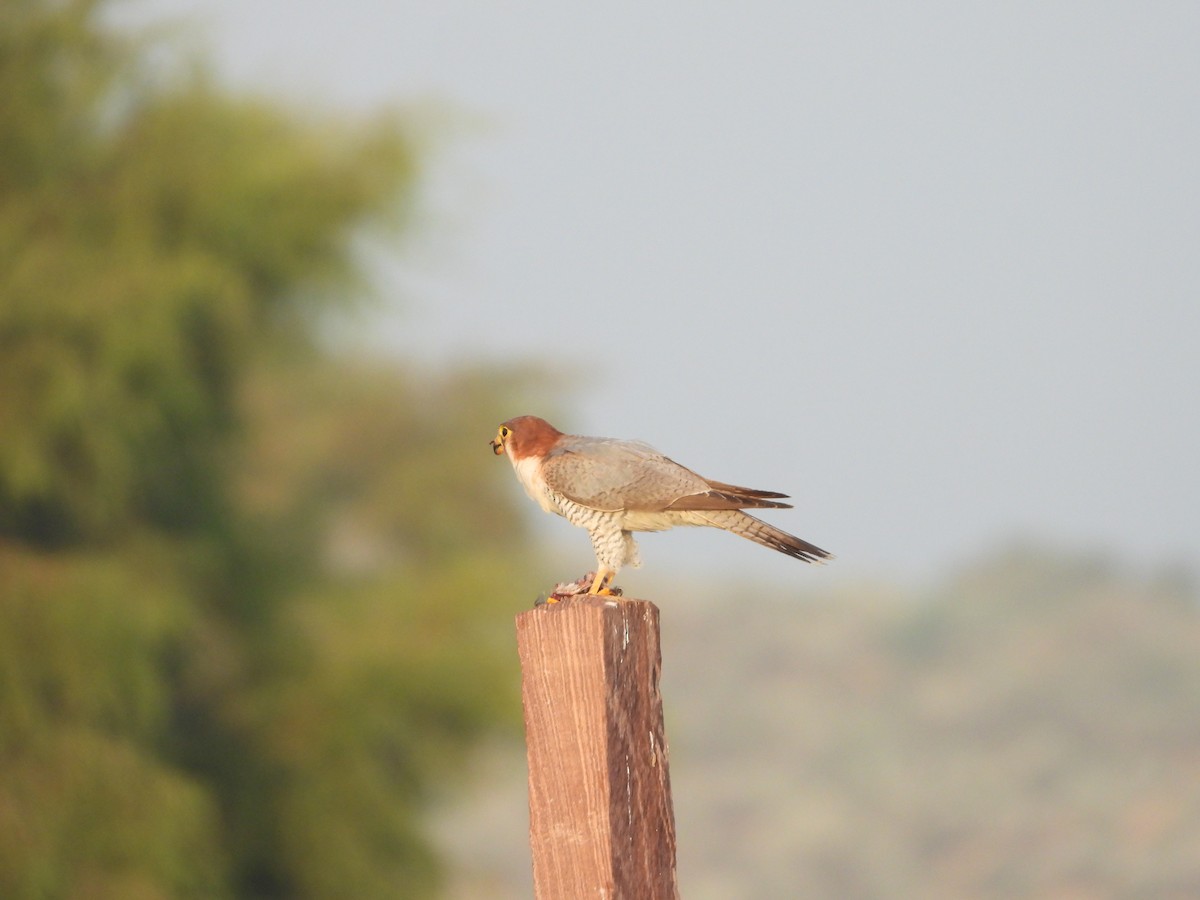 Alcotán Cuellirrojo - ML643191772