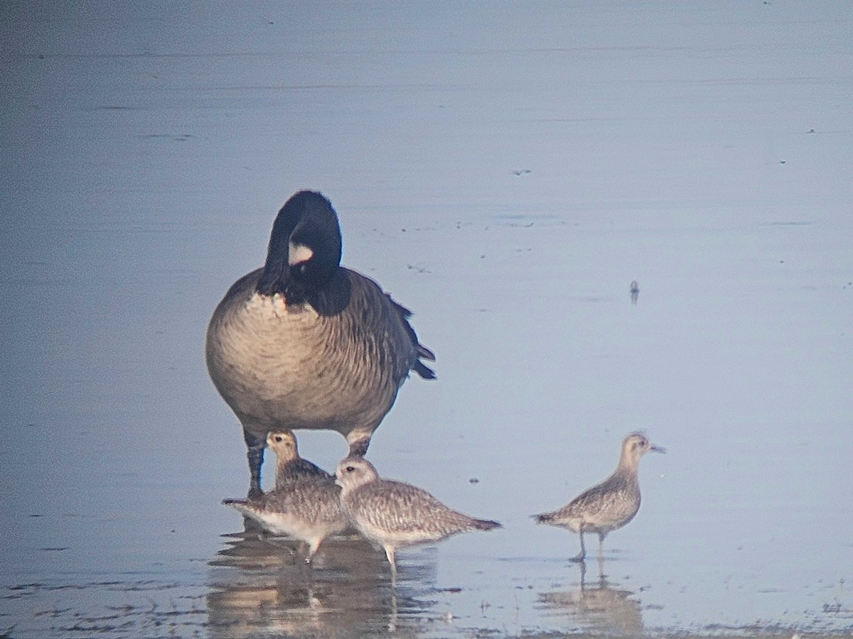 Tundra-Goldregenpfeifer - ML643191777