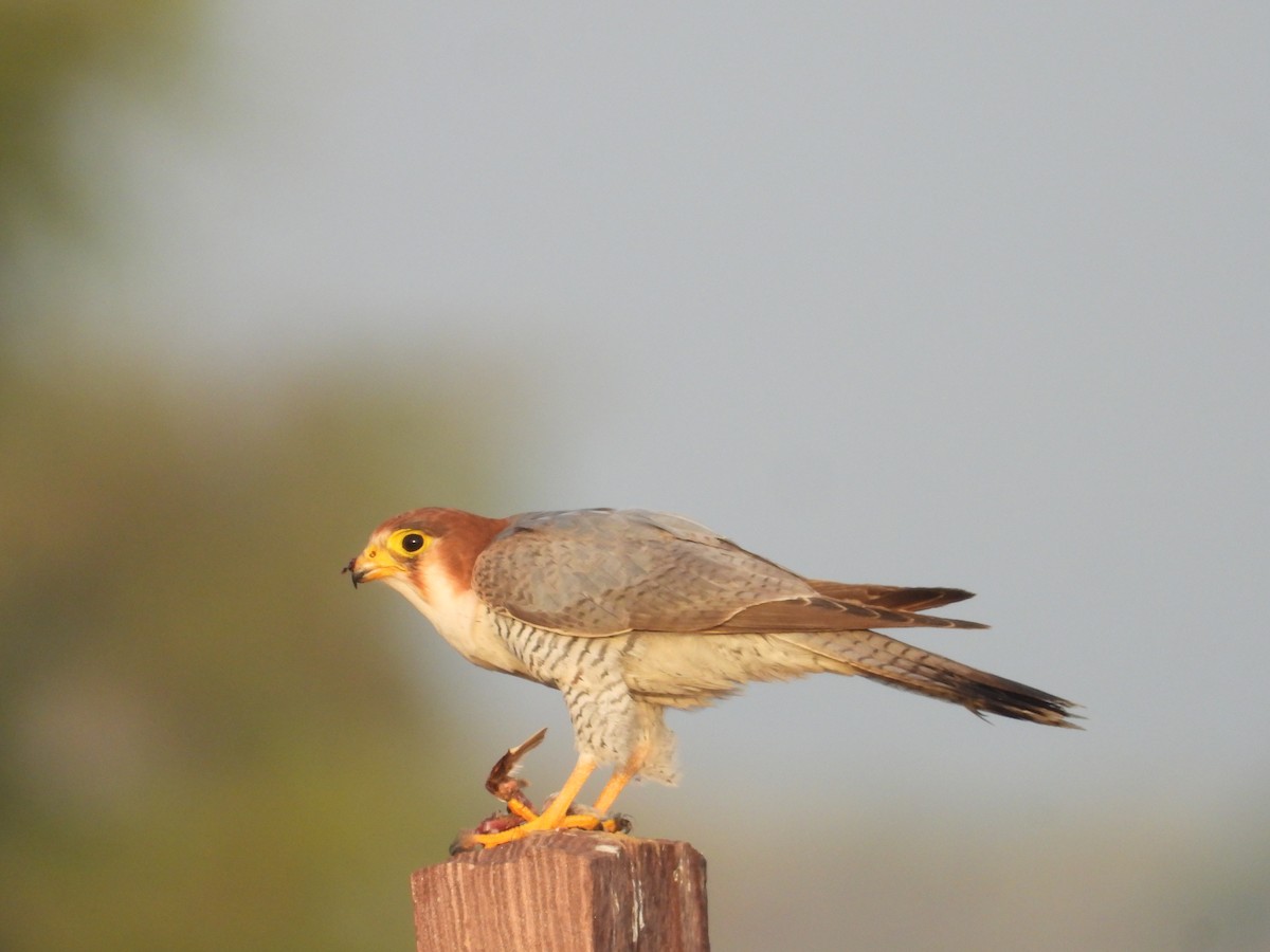 Alcotán Cuellirrojo - ML643191781