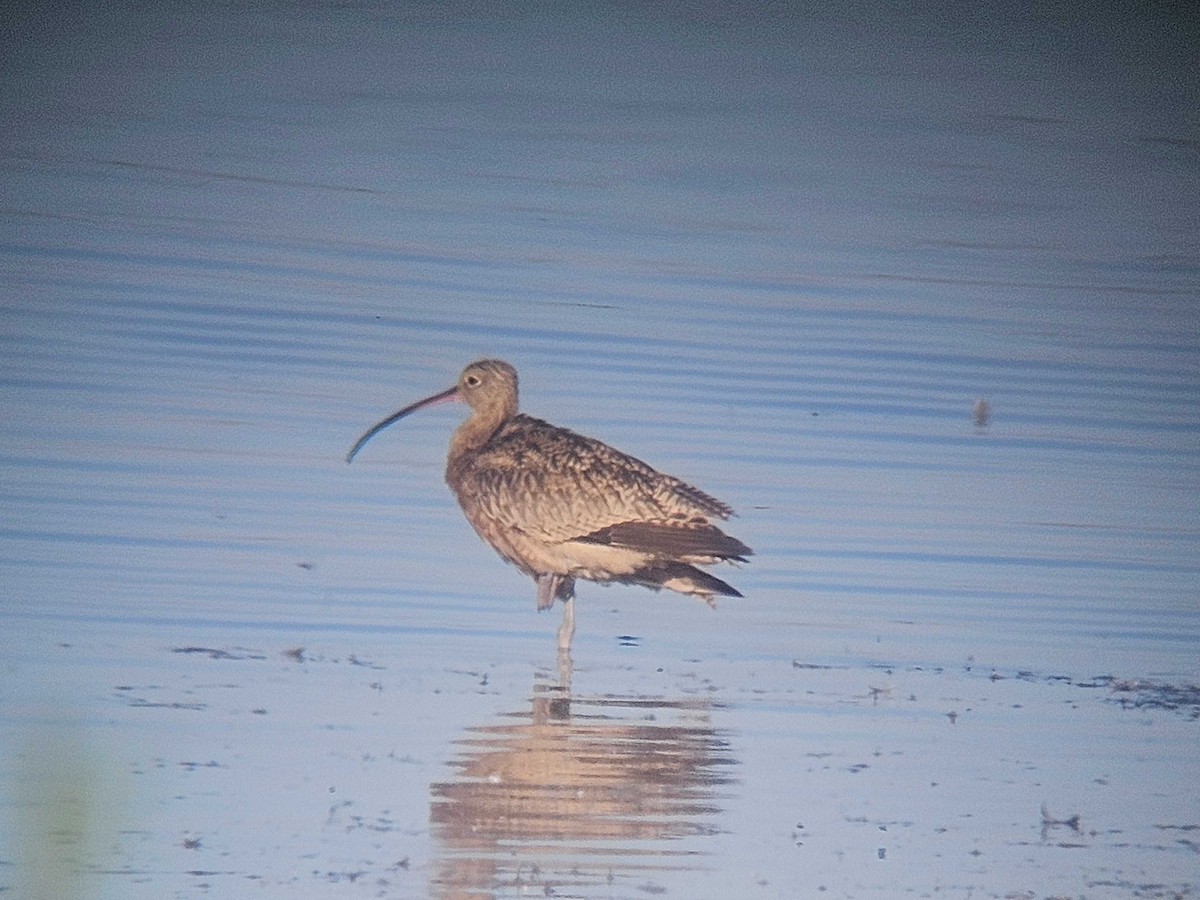 Long-billed Curlew - ML643191789