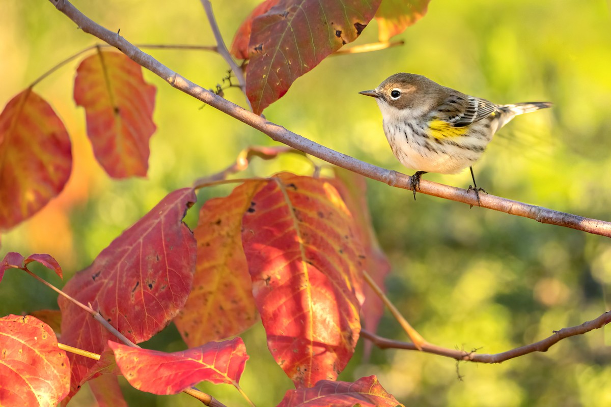 Yellow-rumped Warbler - ML643191791