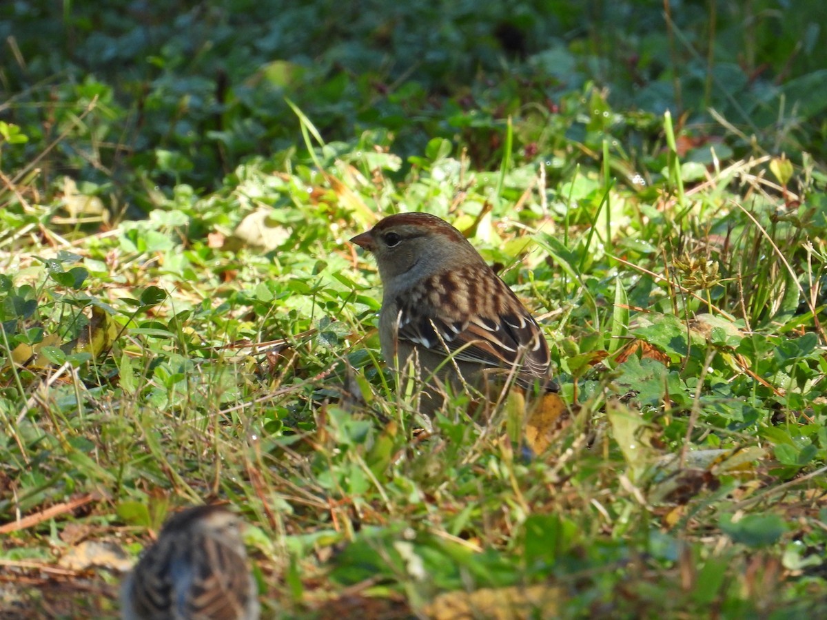 White-crowned Sparrow - ML643191840