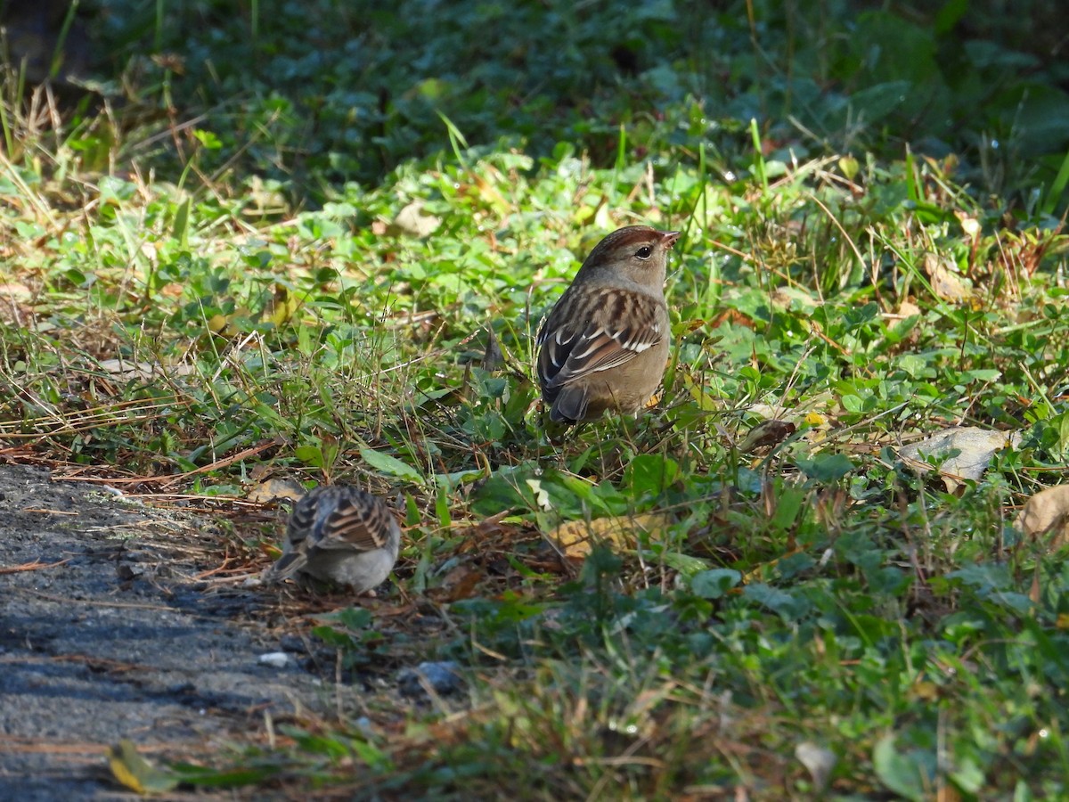 White-crowned Sparrow - ML643191856