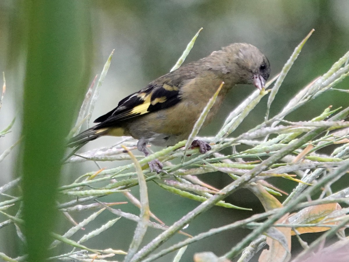 Andean Siskin - ML643191869