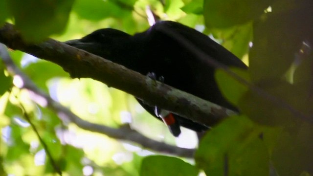 Mariana Crow - ML643191877