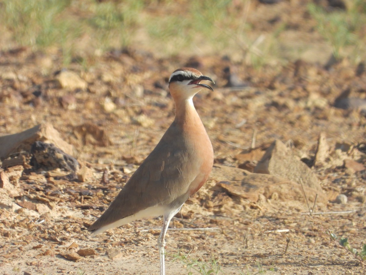 Courvite de Coromandel - ML643191935