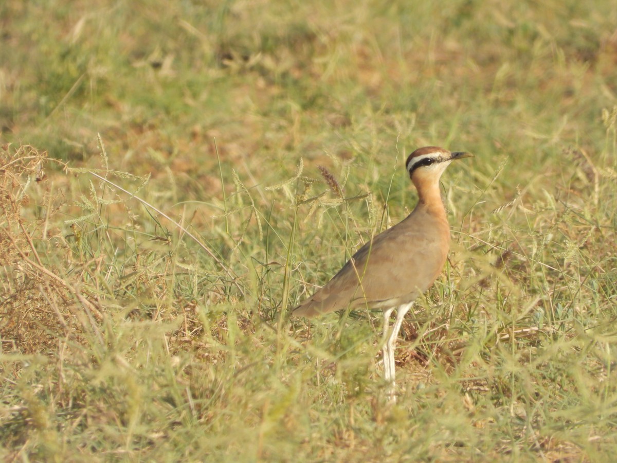 Courvite de Coromandel - ML643191937