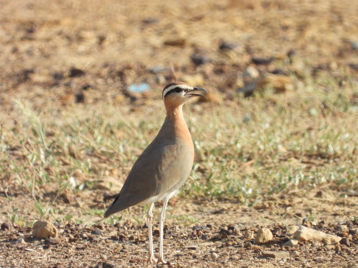 Courvite de Coromandel - ML643191938