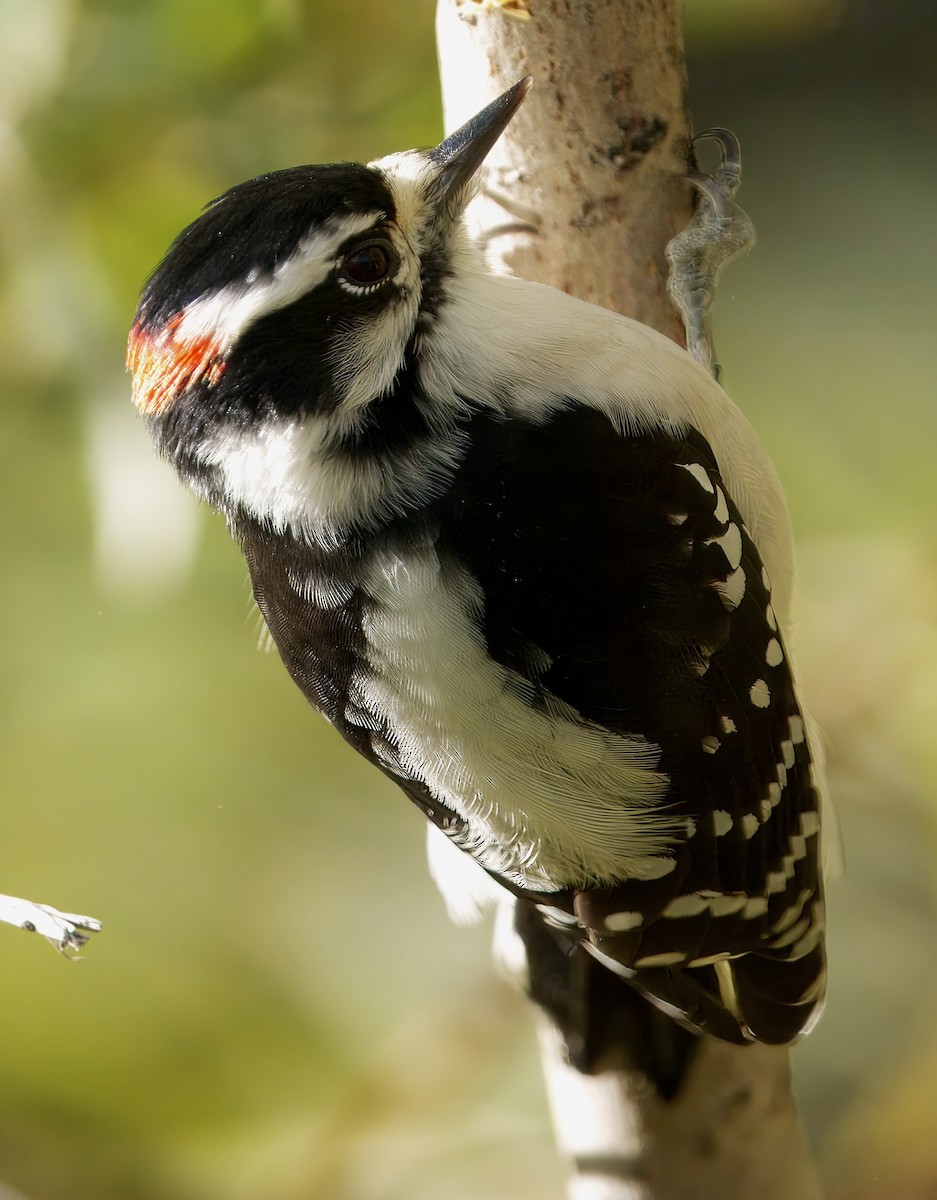 Downy Woodpecker - ML643191965