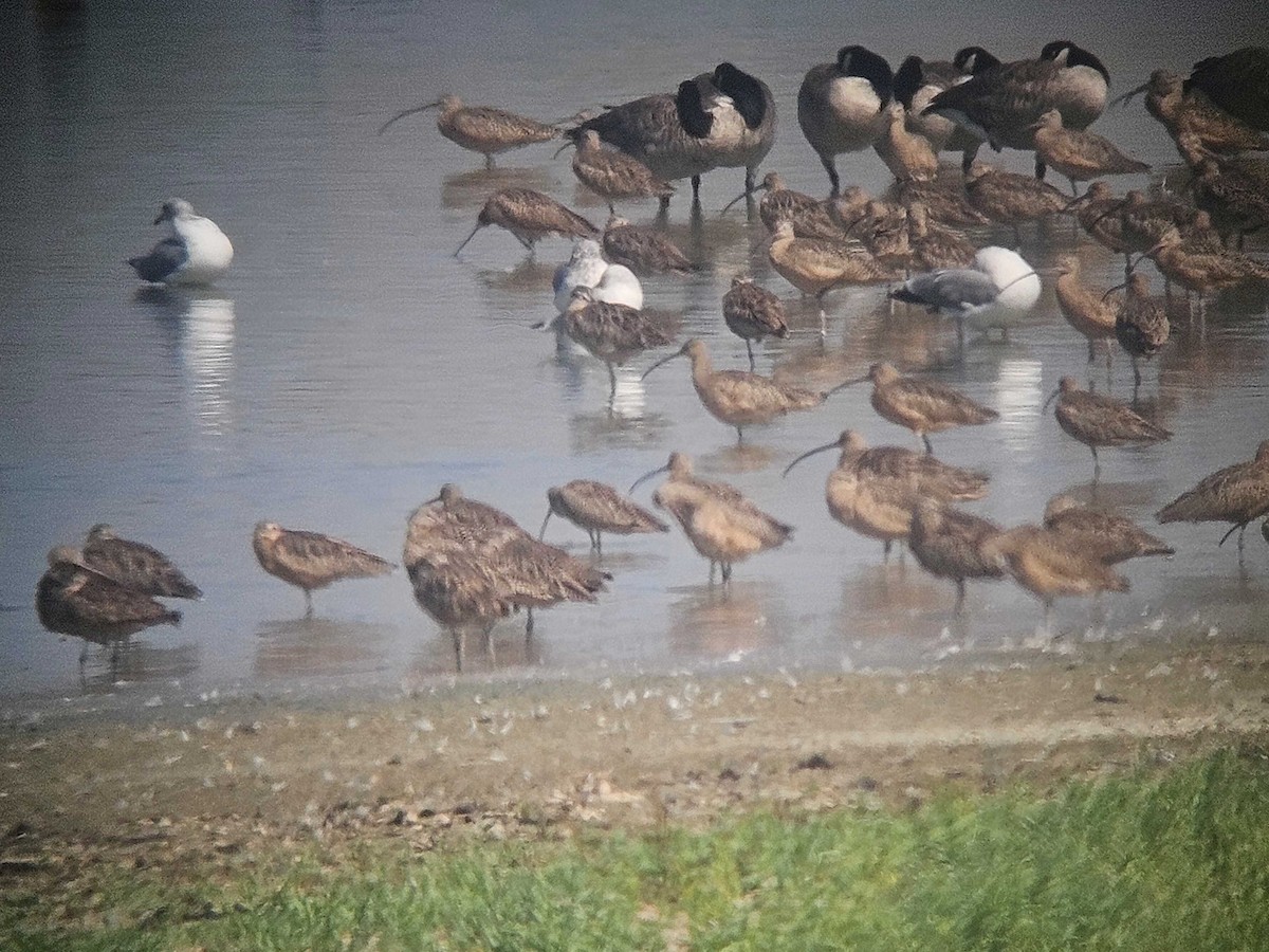 Long-billed Curlew - ML643191974