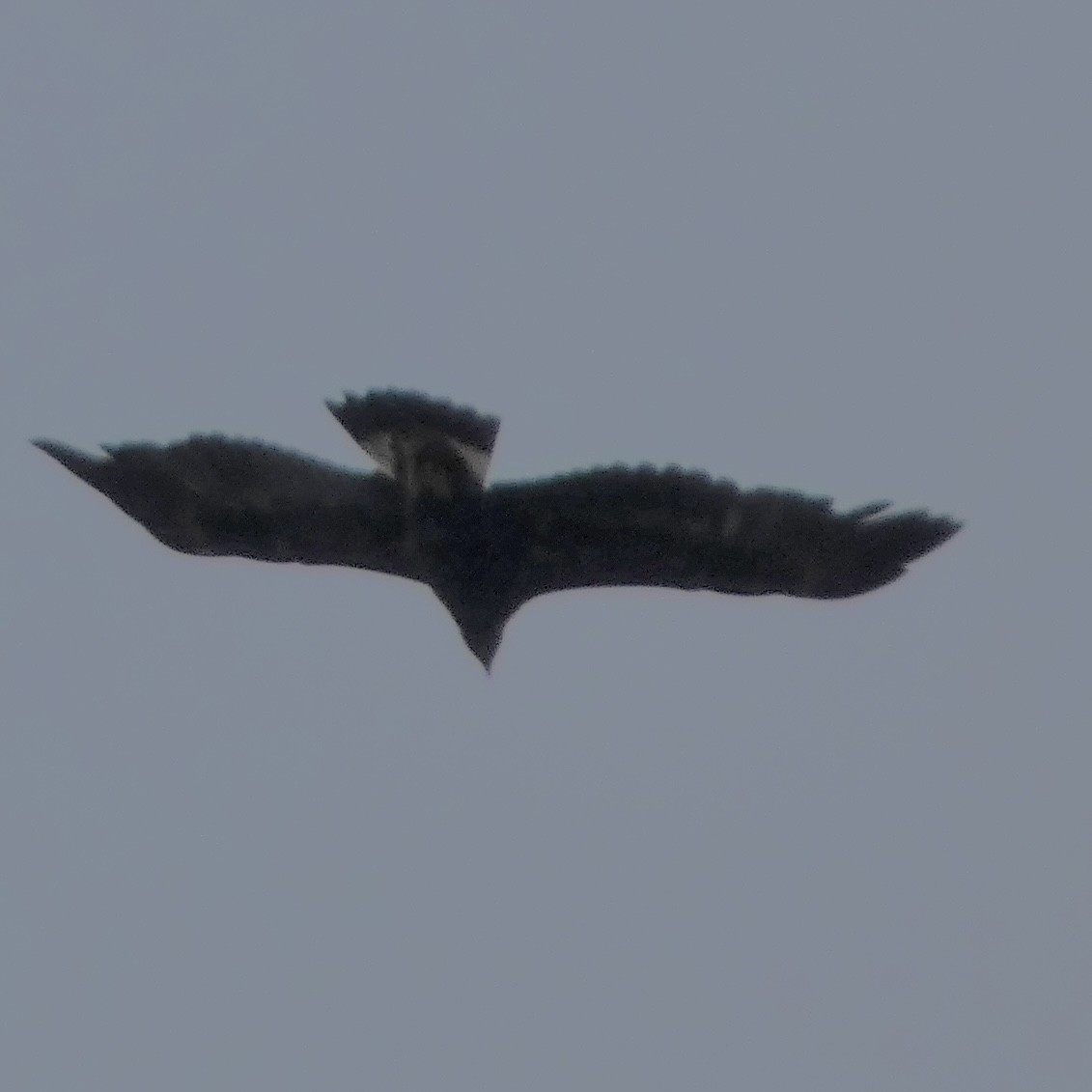 kongeørn - ML643191976
