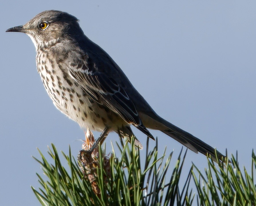 Sage Thrasher - ML643191979