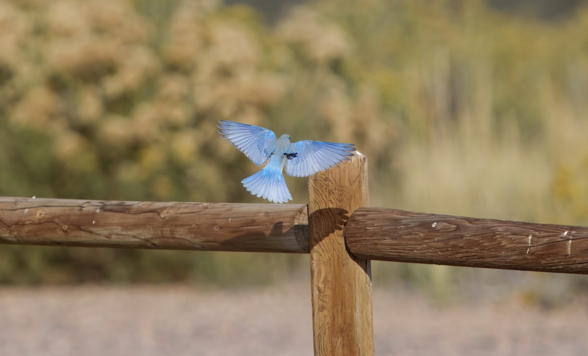 Mountain Bluebird - ML643191986