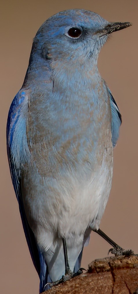 Mountain Bluebird - ML643191989