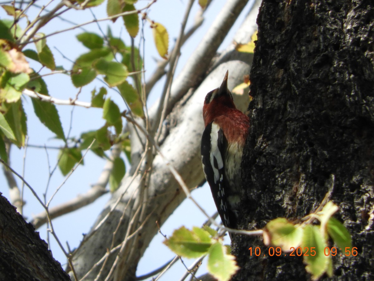 Red-breasted Sapsucker - ML643191993