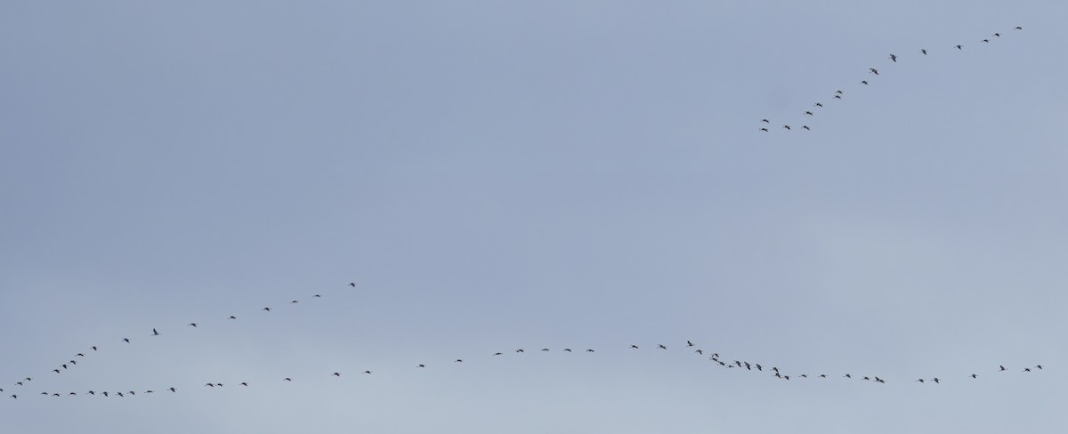 Sandhill Crane - ML643192001