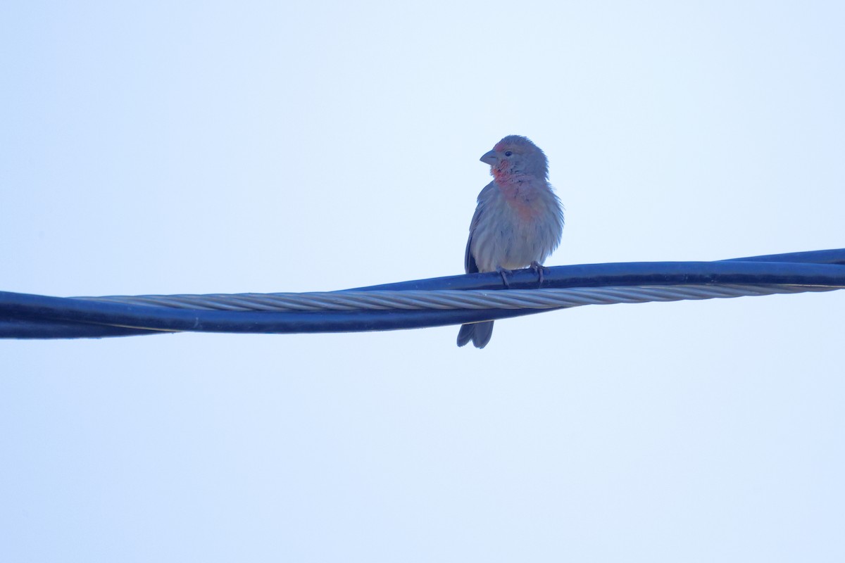House Finch - ML643192007
