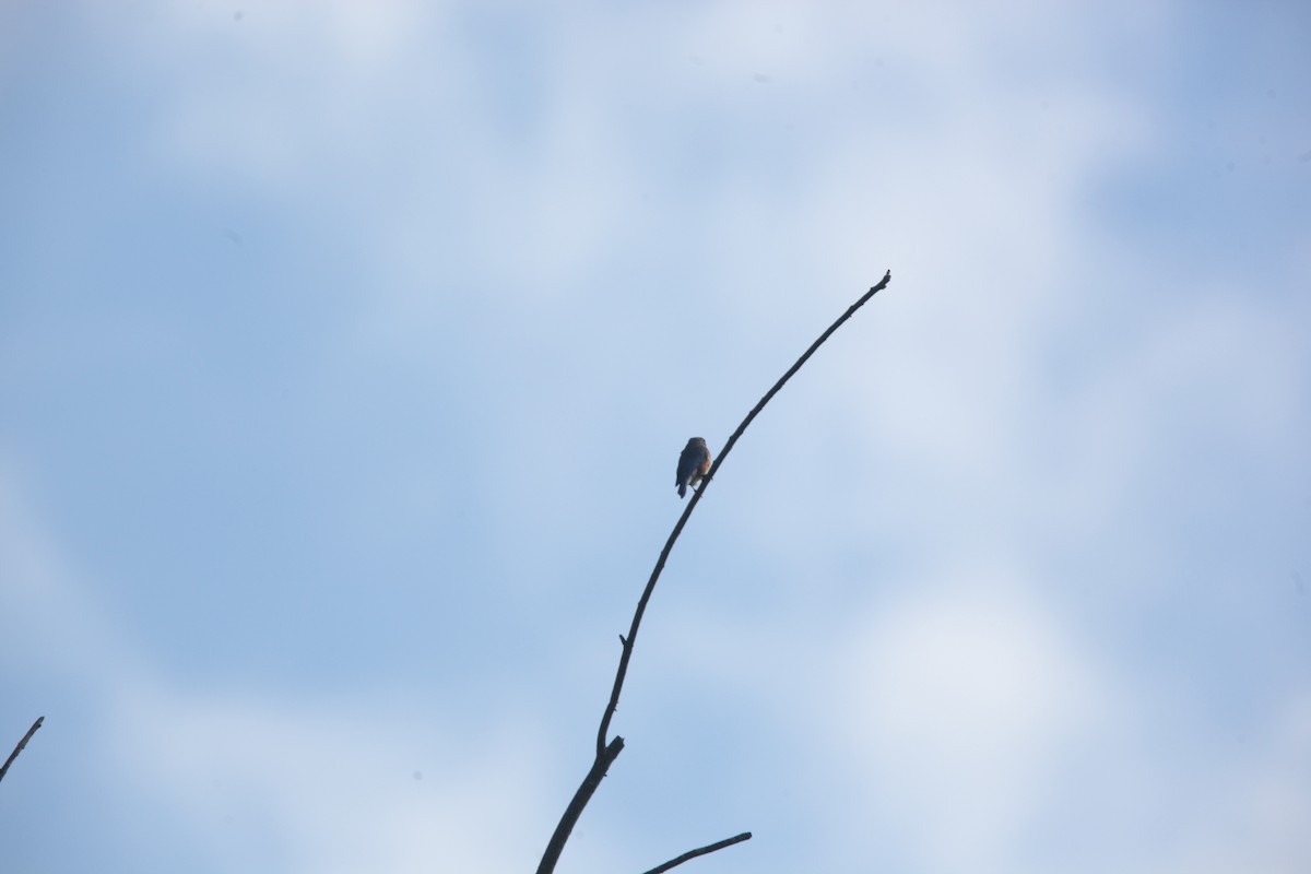 Eastern Bluebird - ML643192008