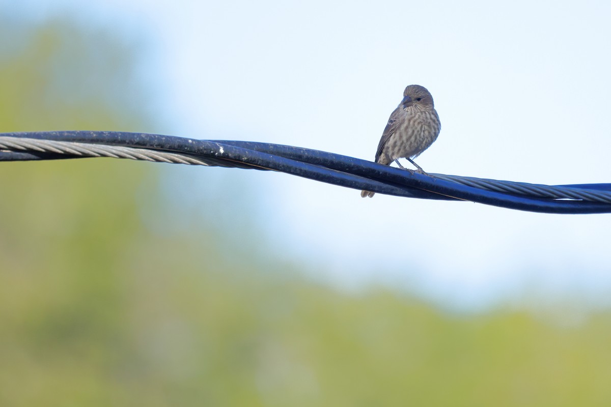 House Finch - ML643192015