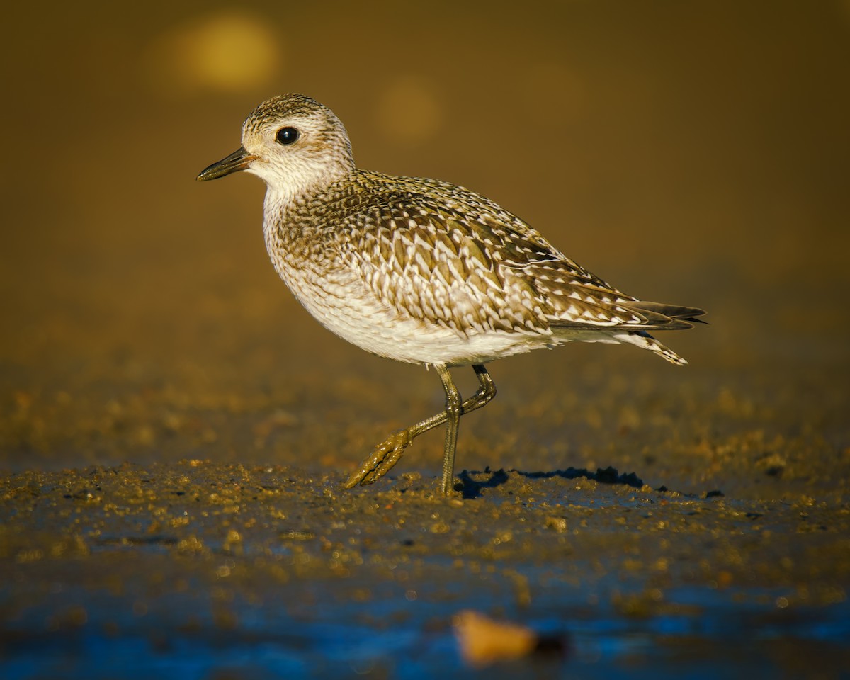 Black-bellied Plover - ML643192025