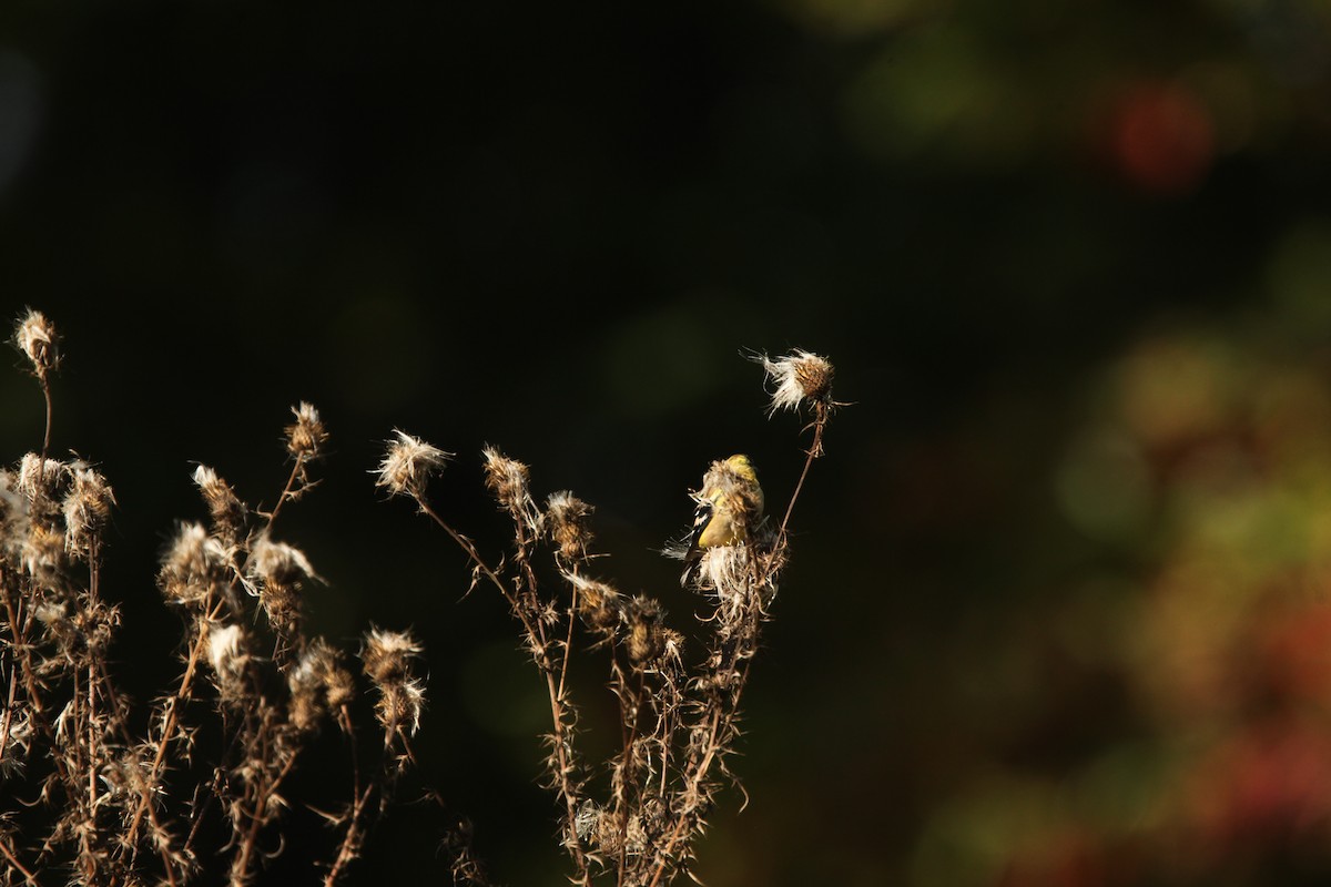 American Goldfinch - ML643192035