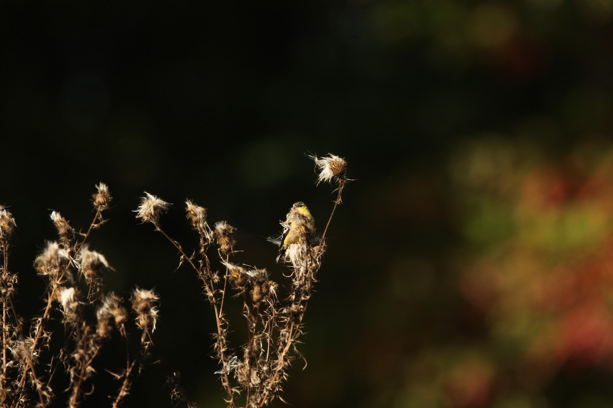 American Goldfinch - ML643192036