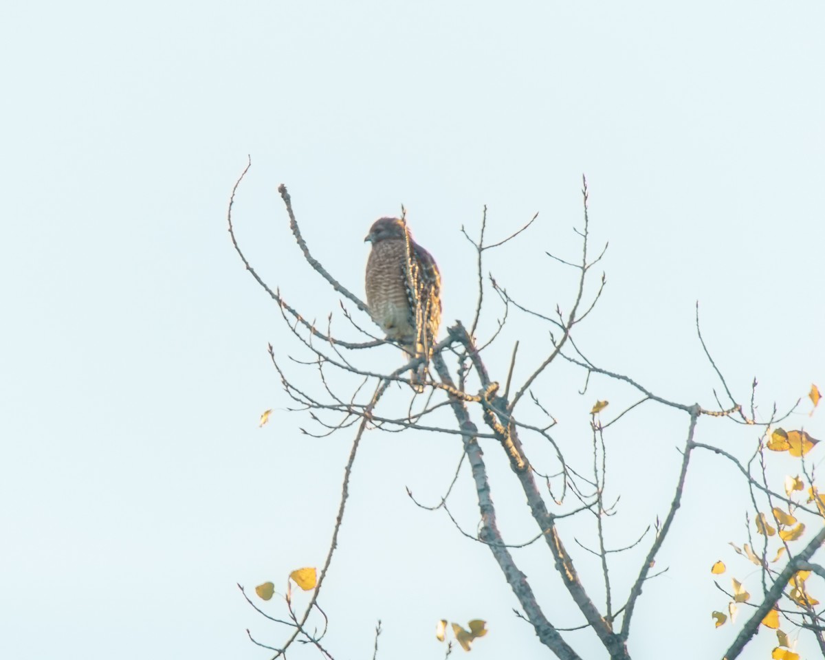 Red-shouldered Hawk - ML643192041