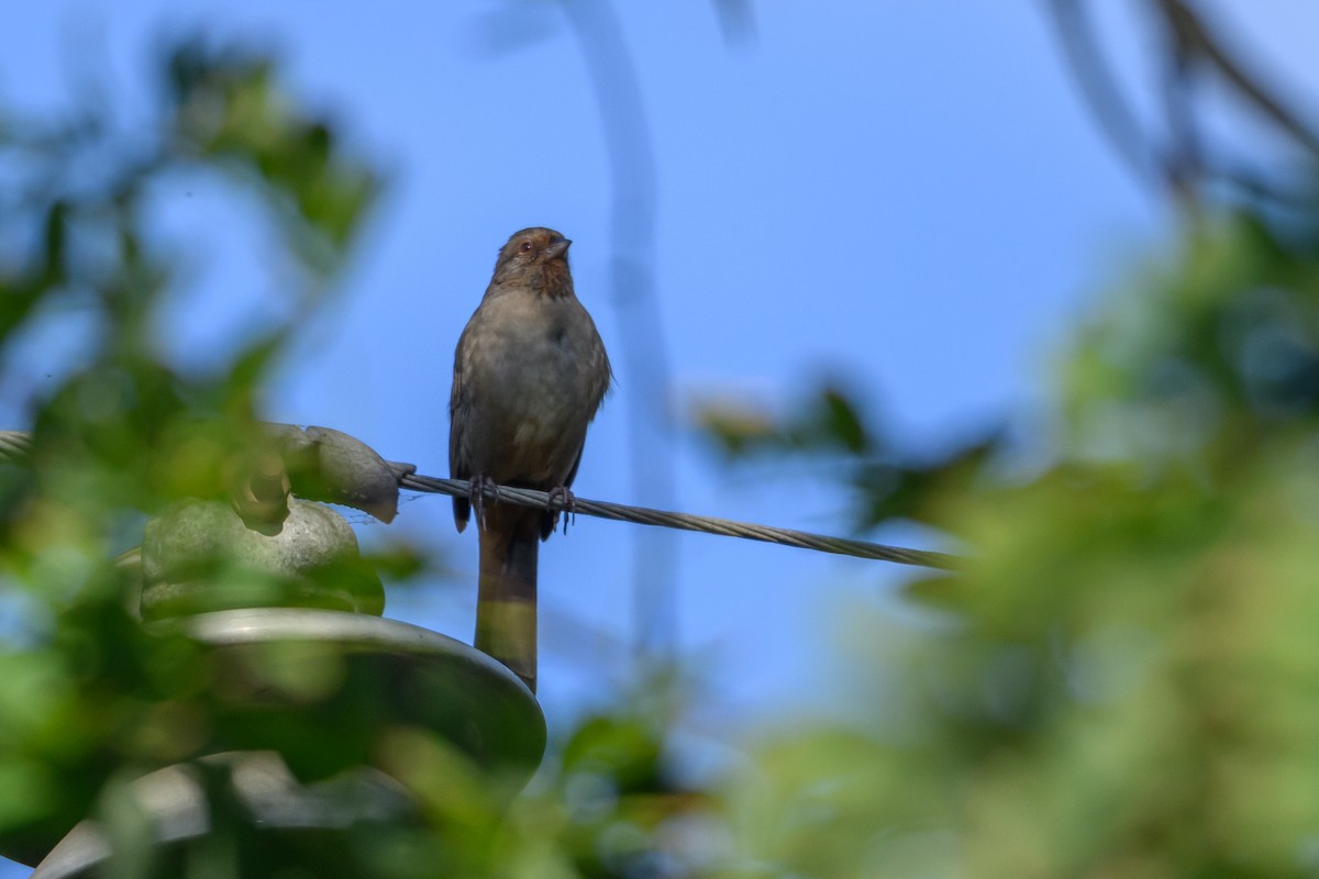 California Towhee - ML643192043