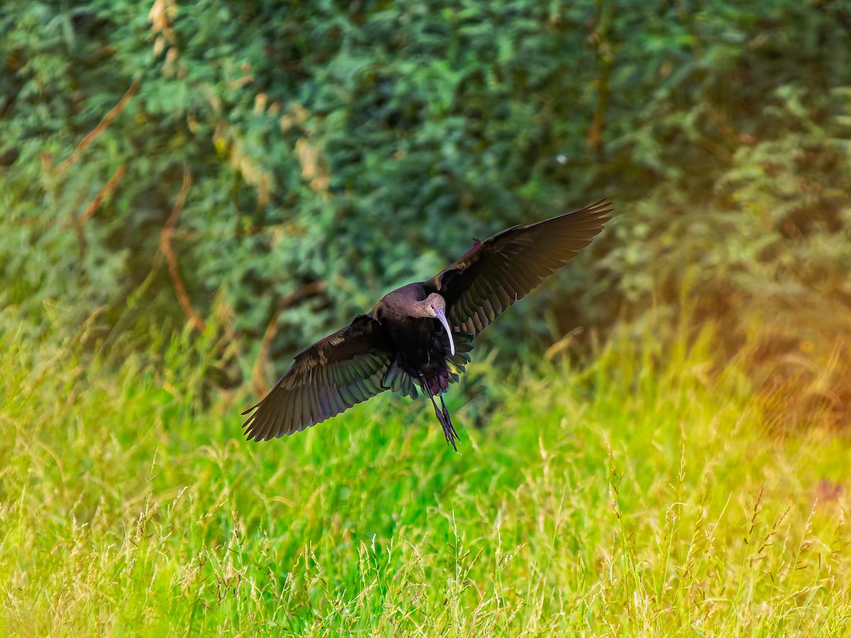 White-faced Ibis - ML643192051