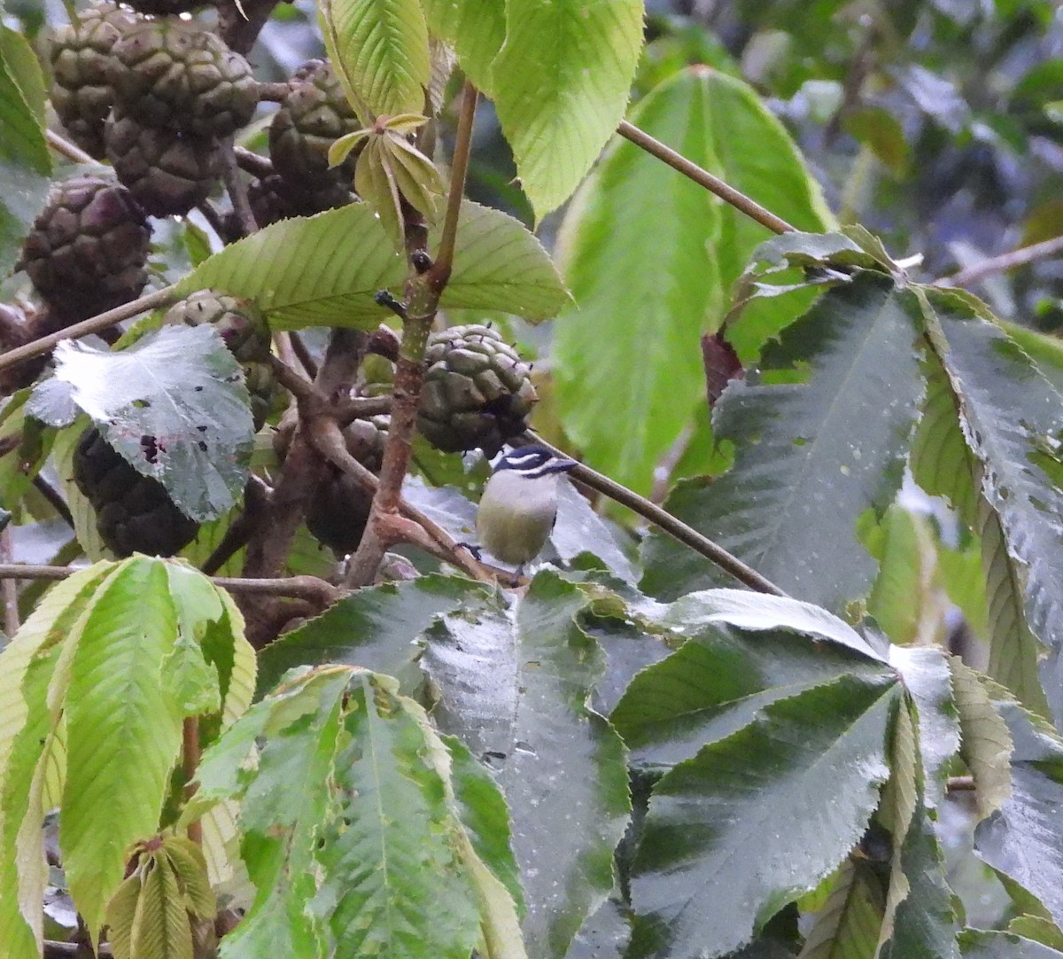 Yellow-rumped Tinkerbird (Yellow-rumped) - ML643192053
