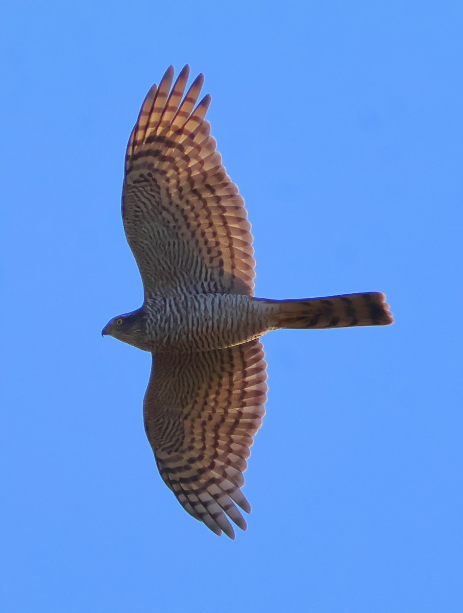 Eurasian Sparrowhawk - ML643192058