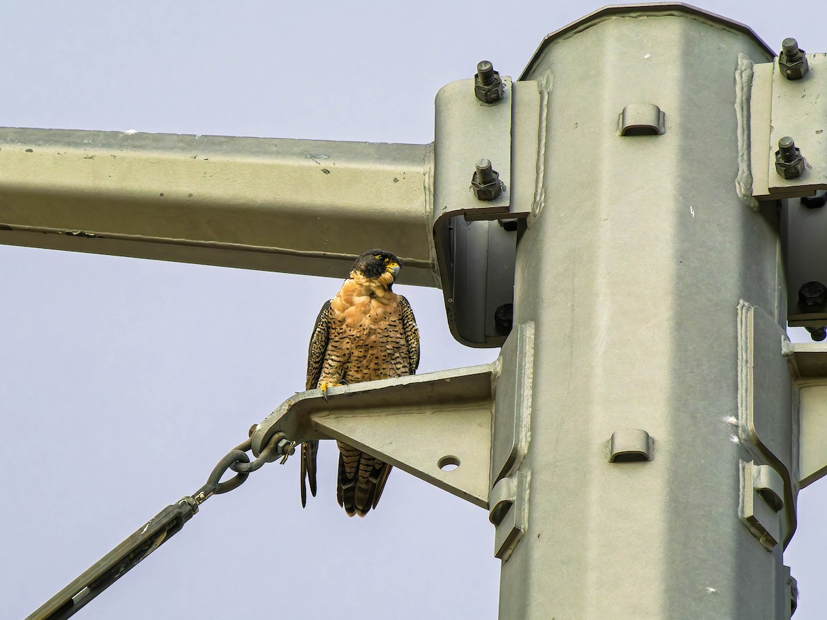 Peregrine Falcon - ML643192061