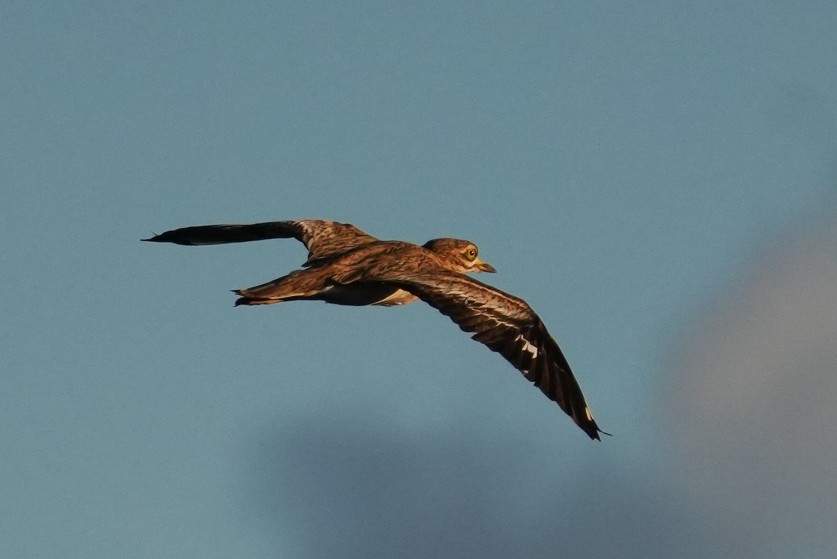 Eurasian Thick-knee - ML643192063